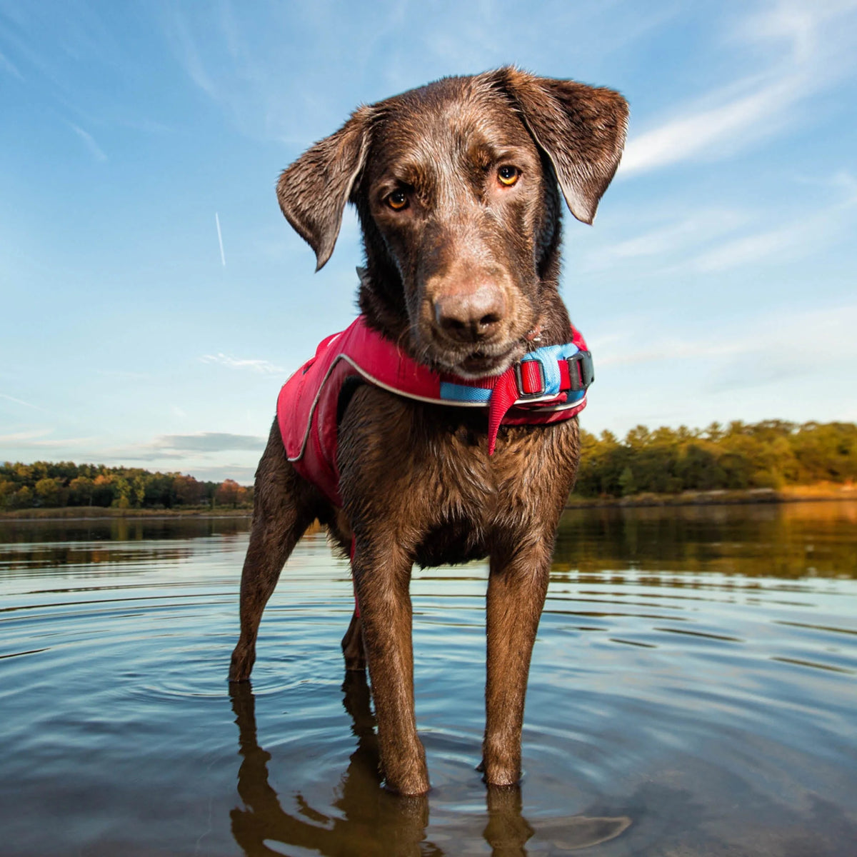 Chili Red Reflective Dog Life Jacket (Medium) T504771
