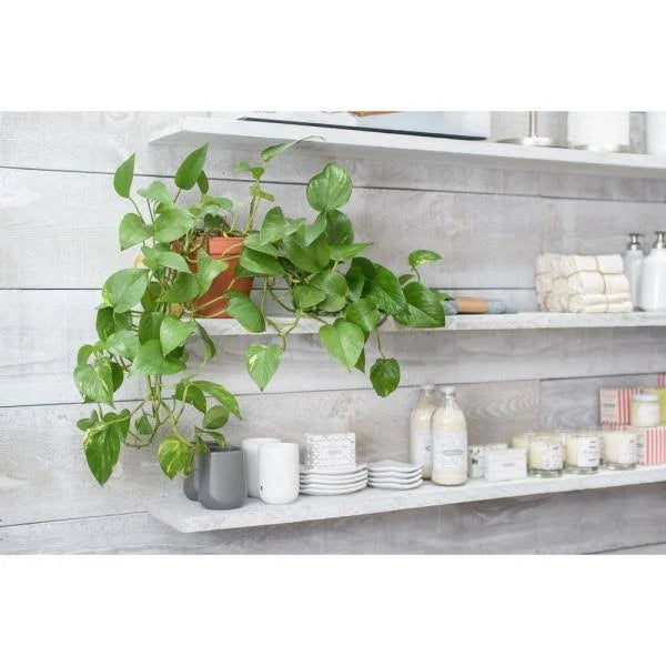 1 in. x 4 in. x 6 ft. Barn Wood Pine Board White Wash (6 per Box) K93465