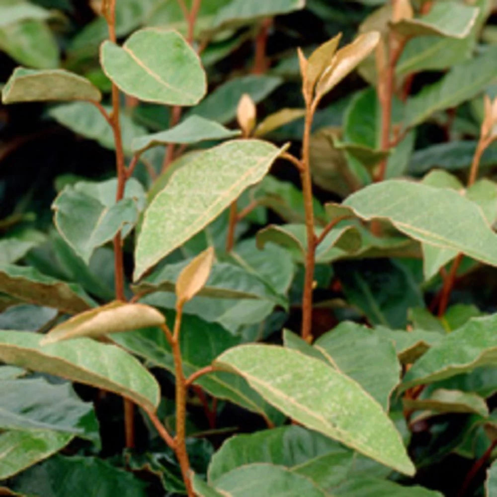 2.5 Gallon Elaeagnus X Ebbingei U8987