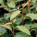 2.5 Gallon Elaeagnus X Ebbingei U8987