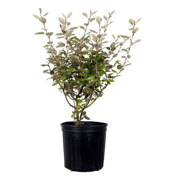 2.5 Gallon Elaeagnus X Ebbingei U8987
