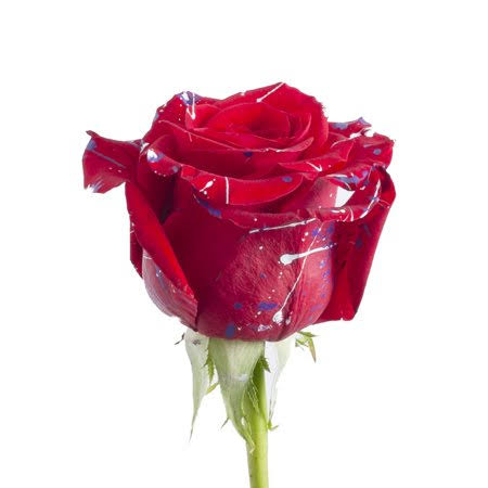 Confetti Roses 50 cm - 50 Stems K187