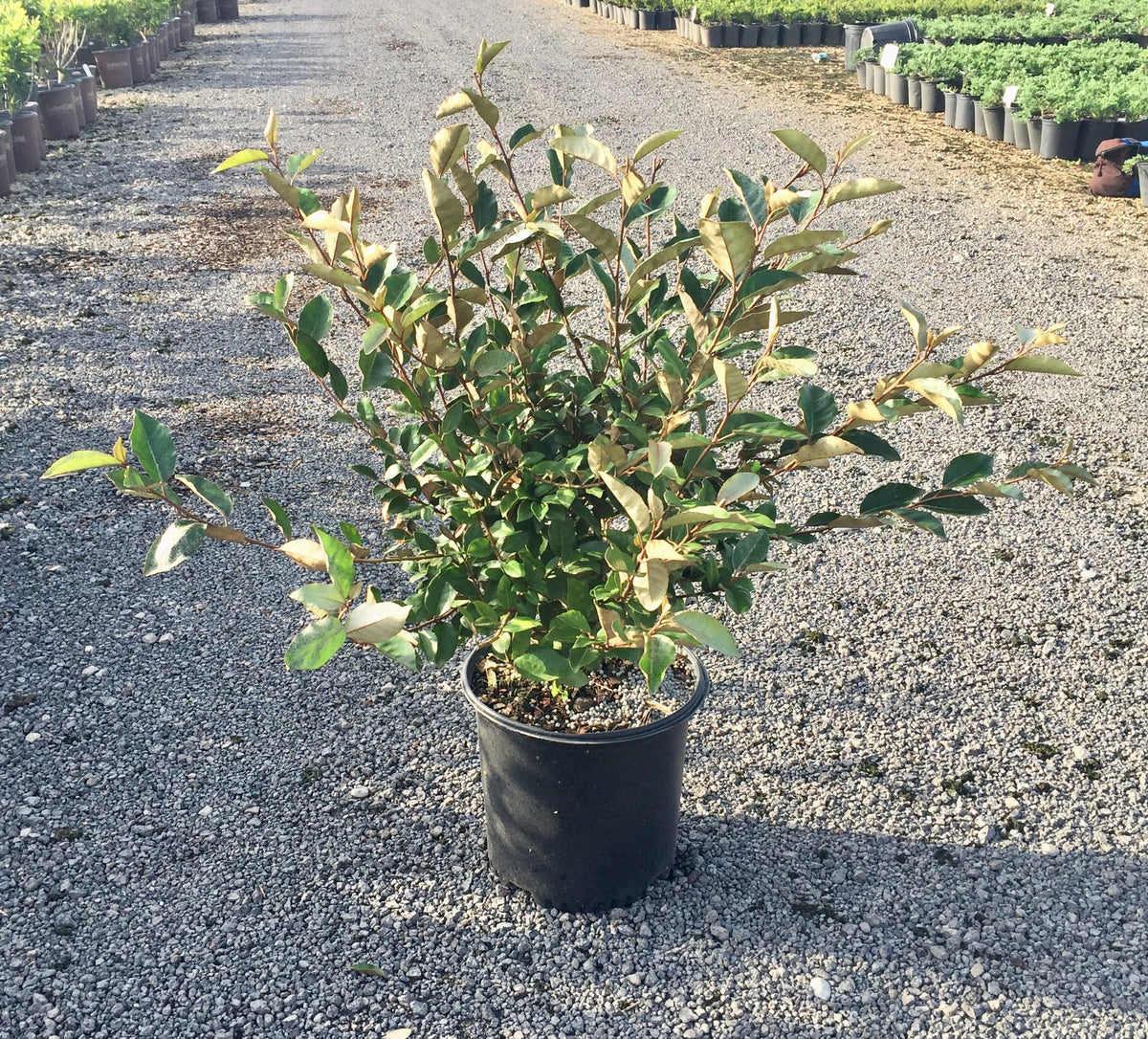 2.5 Gallon Elaeagnus X Ebbingei U8987