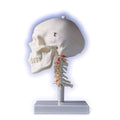Anatomical Human Skull with Cervical Spine R367949